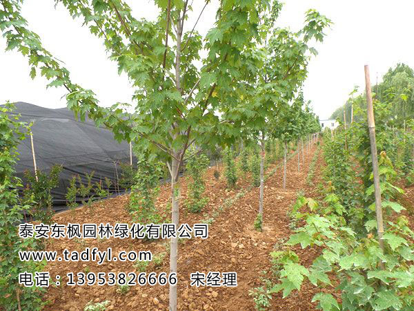 美國(guó)馬莫黃金楓