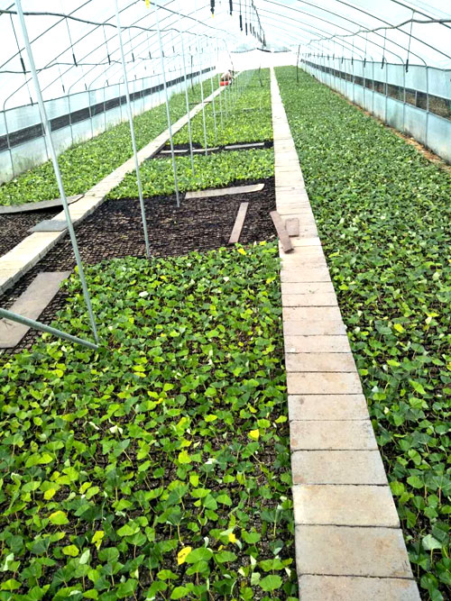 夏日來臨，當你吹空調(diào)喊熱的時候，讓我?guī)阋黄鹱哌M東楓園林體驗一下東楓人高溫下工作不一樣的夏日風(fēng)采