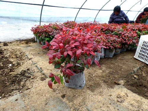 夏日來臨，當你吹空調(diào)喊熱的時候，讓我?guī)阋黄鹱哌M東楓園林體驗一下東楓人高溫下工作不一樣的夏日風(fēng)采