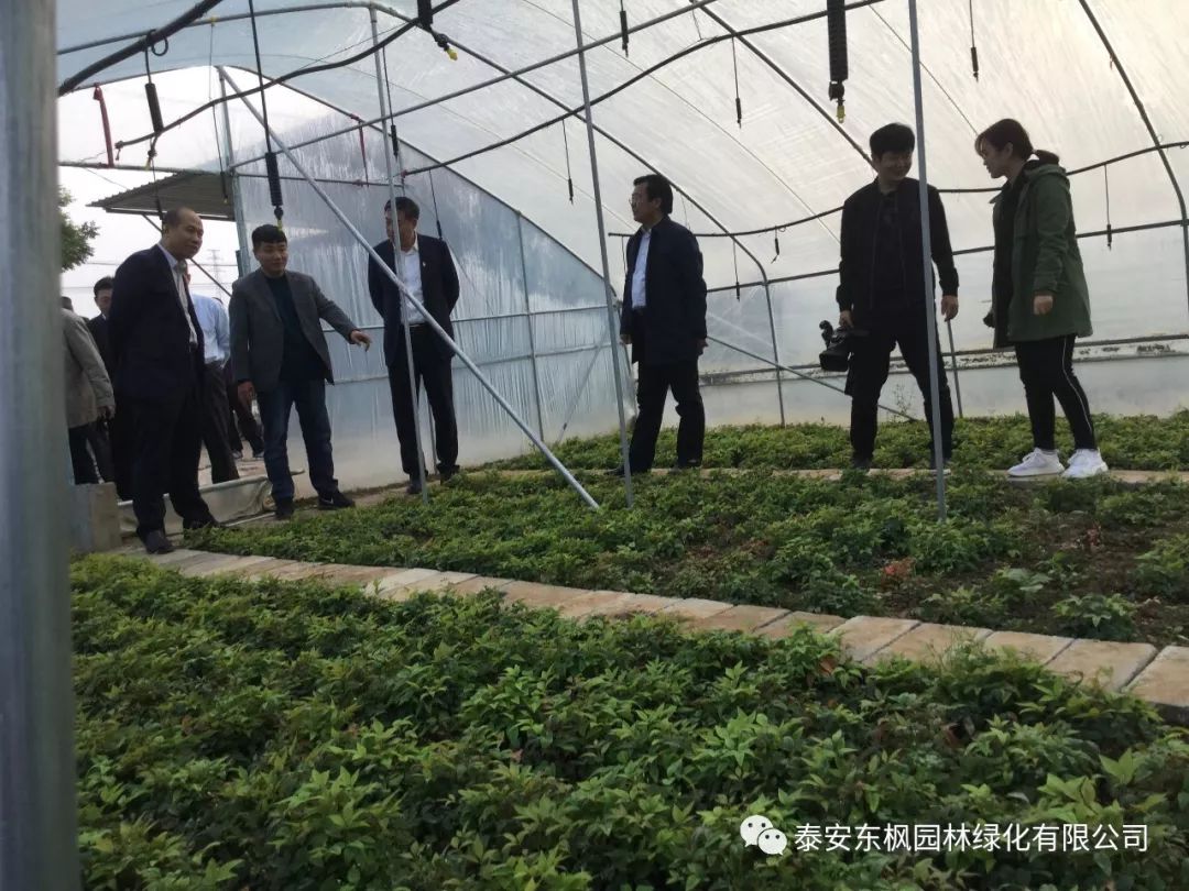 熱烈歡迎肥城市市委書(shū)記及領(lǐng)導(dǎo)一行蒞臨泰安東楓園林參觀指導(dǎo)