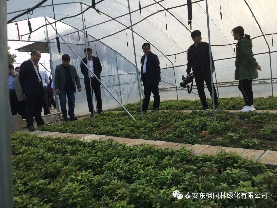 熱烈歡迎肥城市市委書(shū)記及領(lǐng)導(dǎo)一行蒞臨泰安東楓園林參觀指導(dǎo)