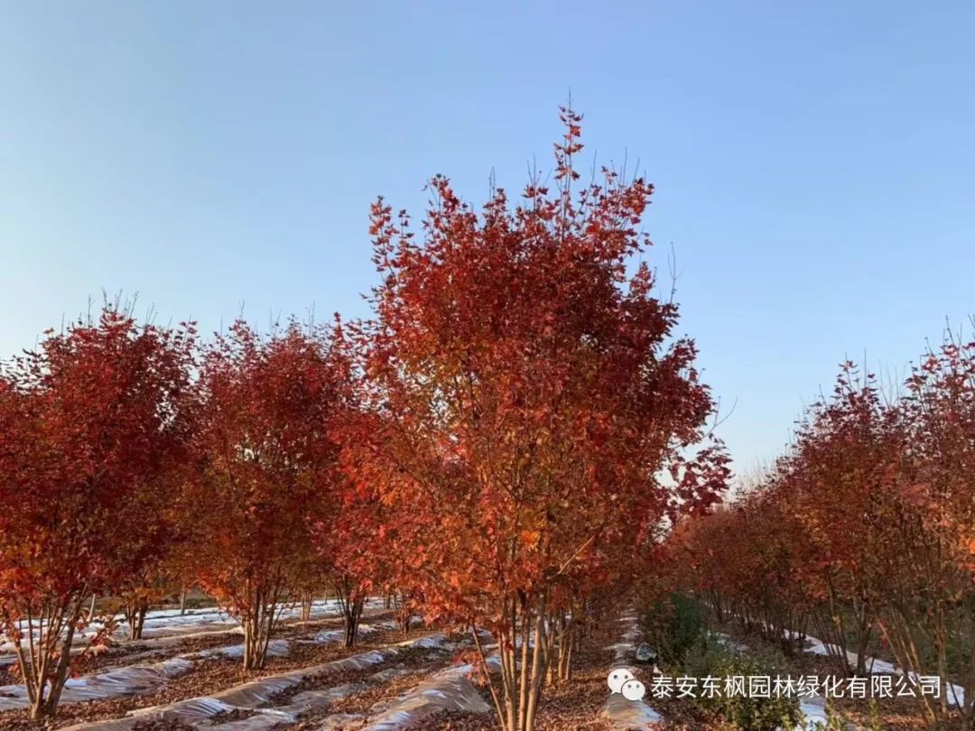 熱烈歡迎肥城市市委書(shū)記及領(lǐng)導(dǎo)一行蒞臨泰安東楓園林參觀指導(dǎo)