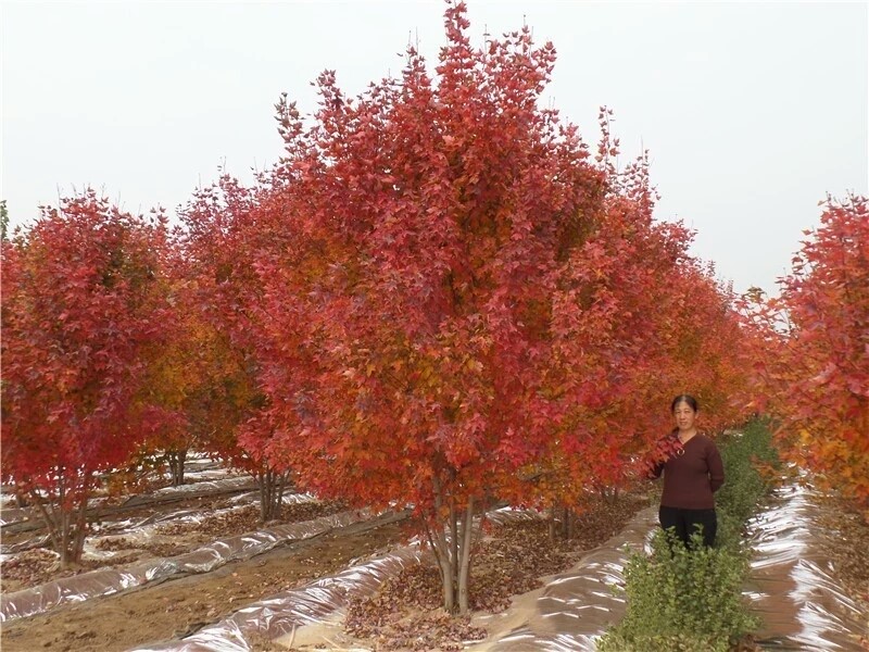 彩色苗木之王—美國(guó)紅楓，還能紅多久？
