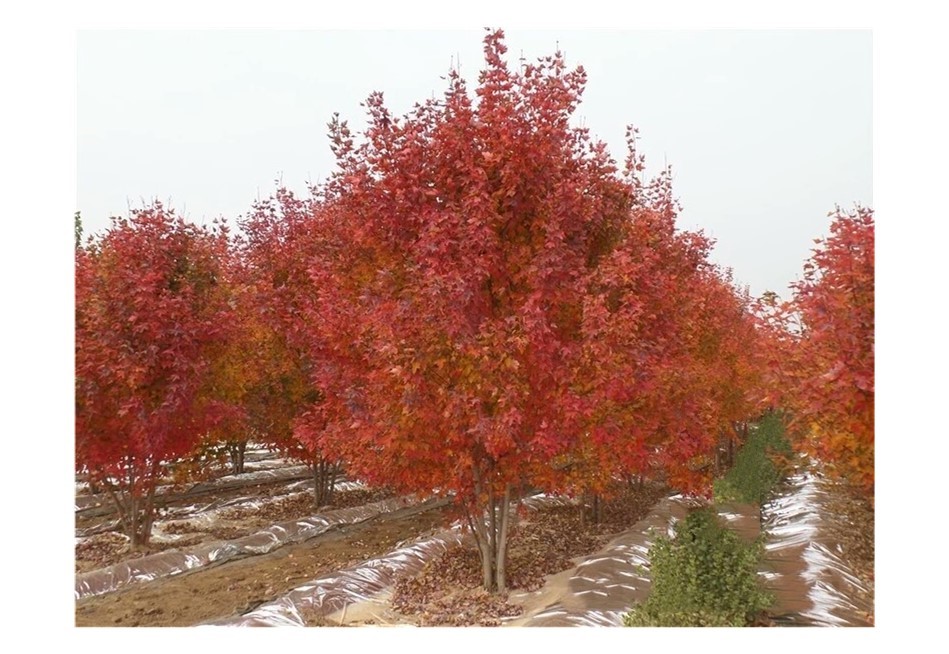 彩色苗木之王—美國(guó)紅楓，還能紅多久？
