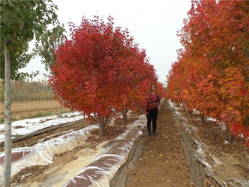 彩色苗木之王—美國(guó)紅楓，還能紅多久？