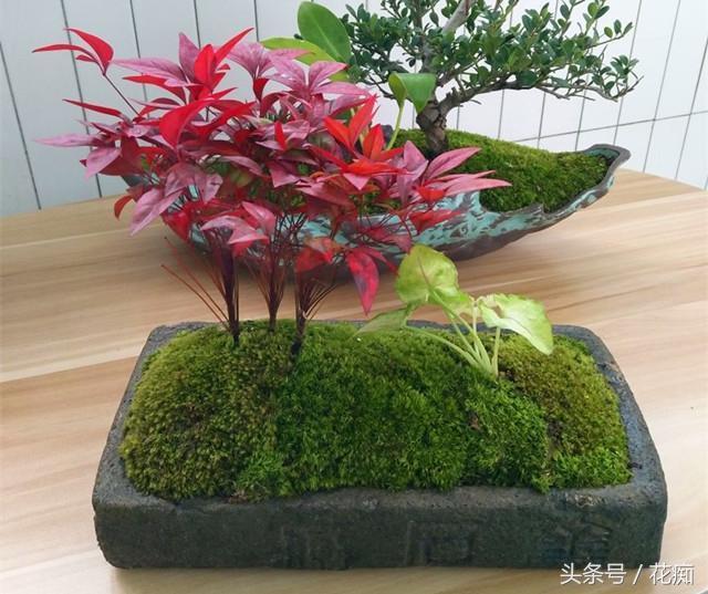 火焰南天竹入市以來(lái)熱度不減，未來(lái)幾年市場(chǎng)好！