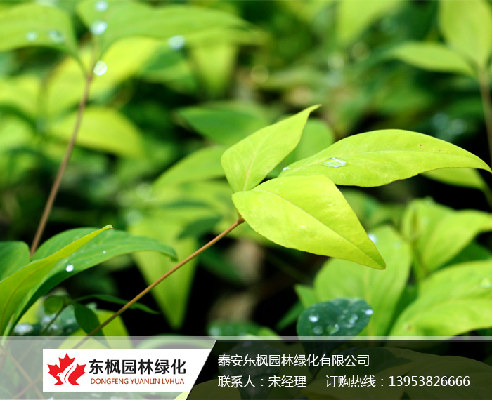 火焰南天竹栽種、澆水、施肥等及擺放環(huán)境