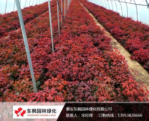 火焰南天竹栽種、澆水、施肥等及擺放環(huán)境