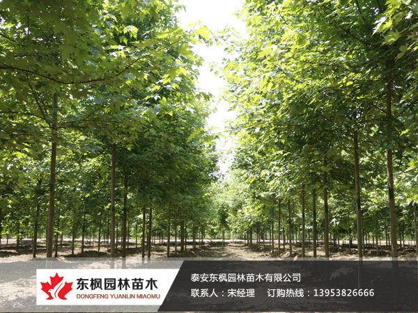 紅點(diǎn)紅楓