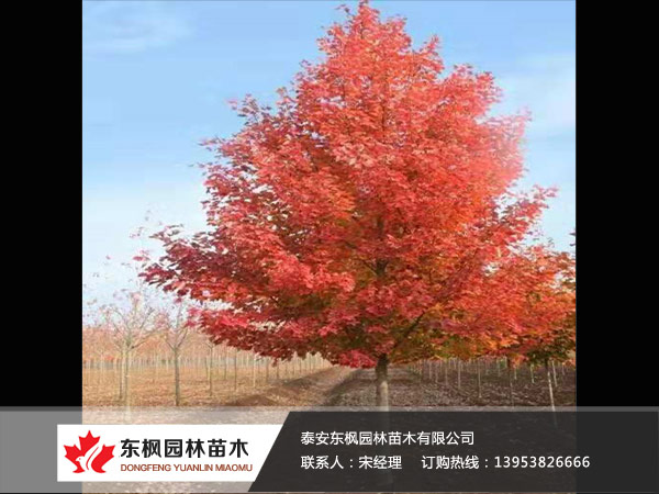 紅點(diǎn)紅楓