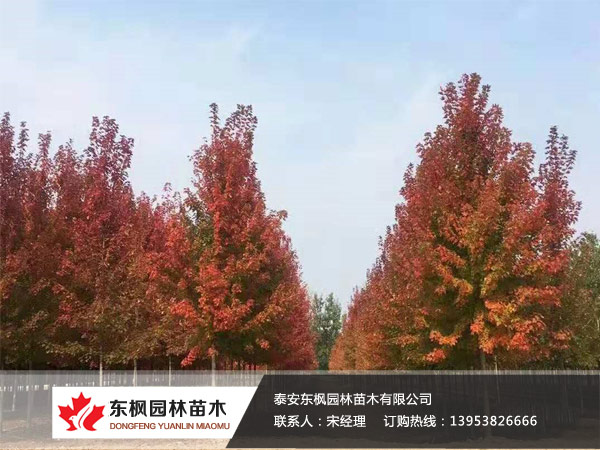 紅點紅楓