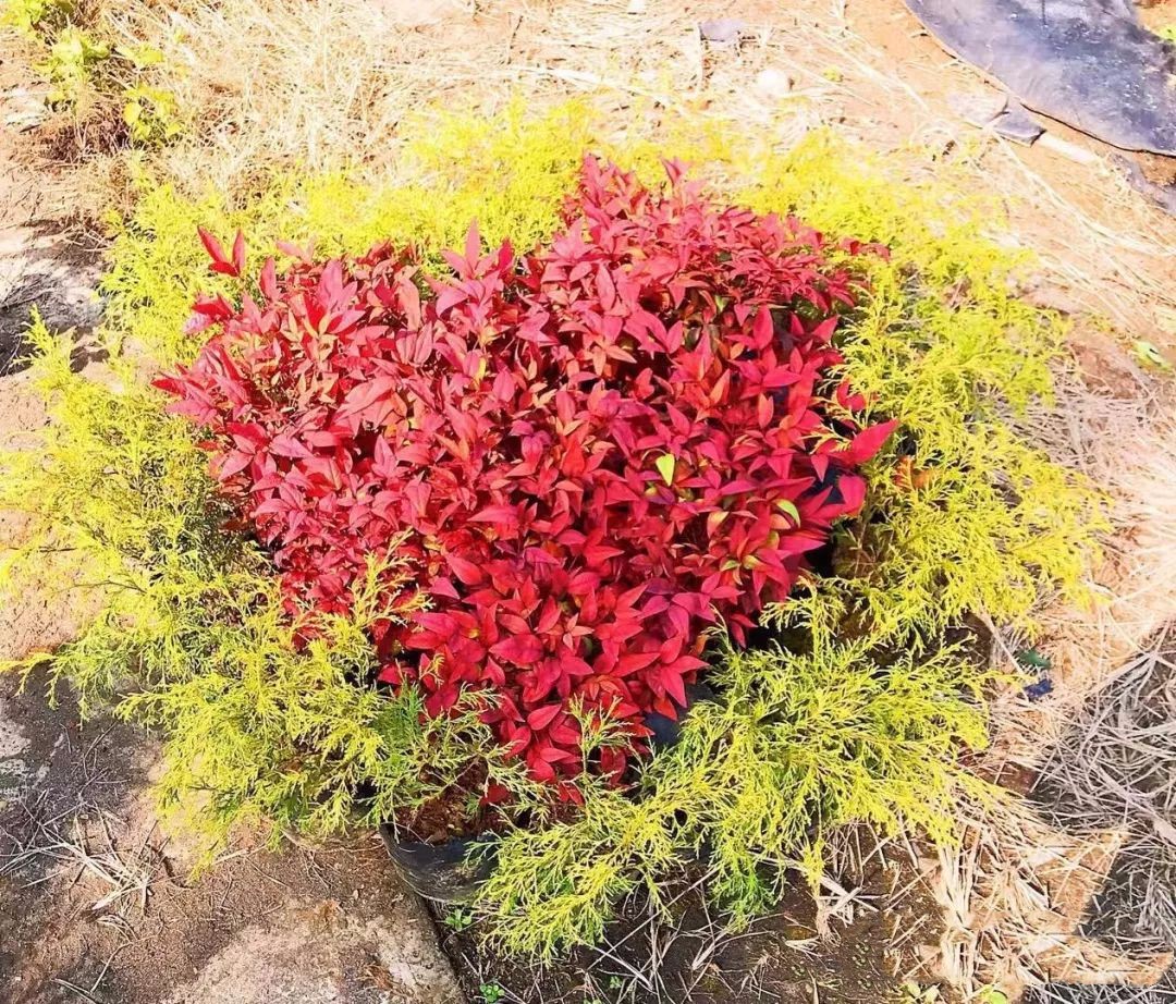 凌霜傲雪，夏透碧翠；近凝眸，紅光瀲艷，精神抖擻------火焰南天竹