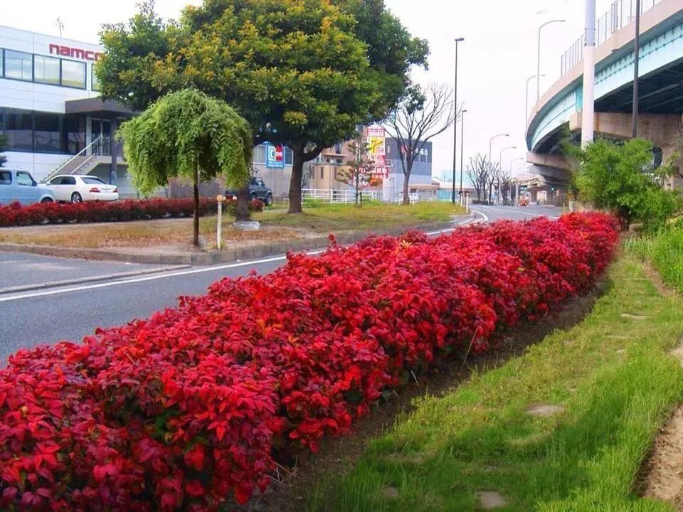 凌霜傲雪，夏透碧翠；近凝眸，紅光瀲艷，精神抖擻------火焰南天竹