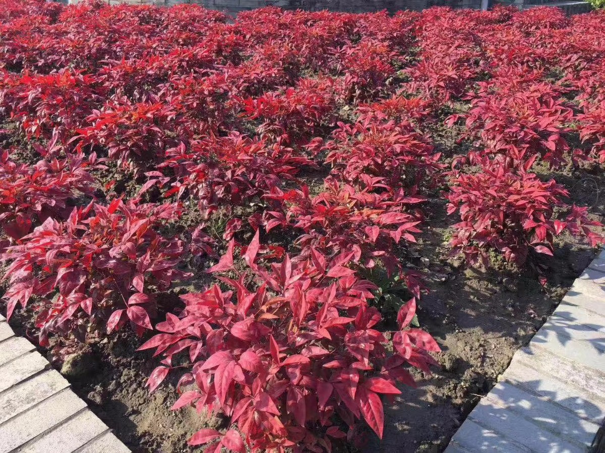 凌霜傲雪，夏透碧翠；近凝眸，紅光瀲艷，精神抖擻------火焰南天竹