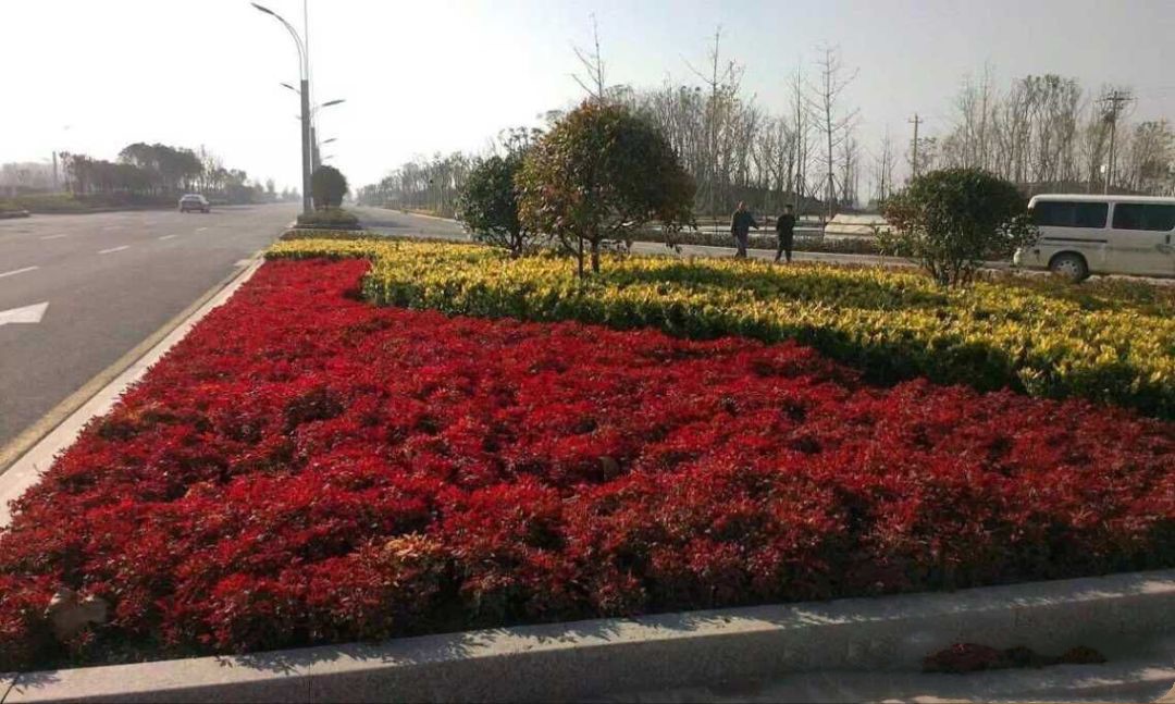 凌霜傲雪，夏透碧翠；近凝眸，紅光瀲艷，精神抖擻------火焰南天竹
