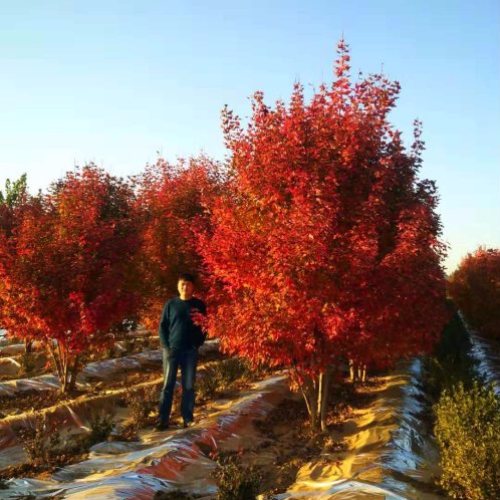 叢生多桿苗木市場需求火爆，叢生紅點紅楓正在逐漸走俏……