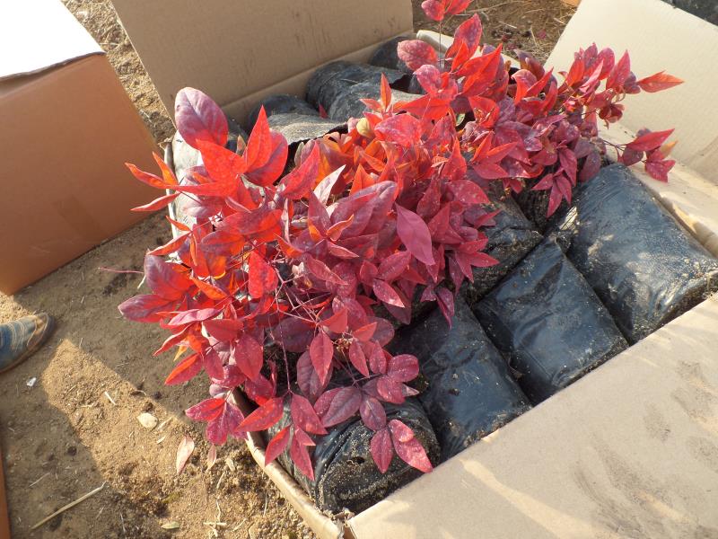 紫薇花瓶|火焰南天竹|叢生紅點紅楓|火焰衛(wèi)矛的生長習性-泰安東楓園林苗木有限公司