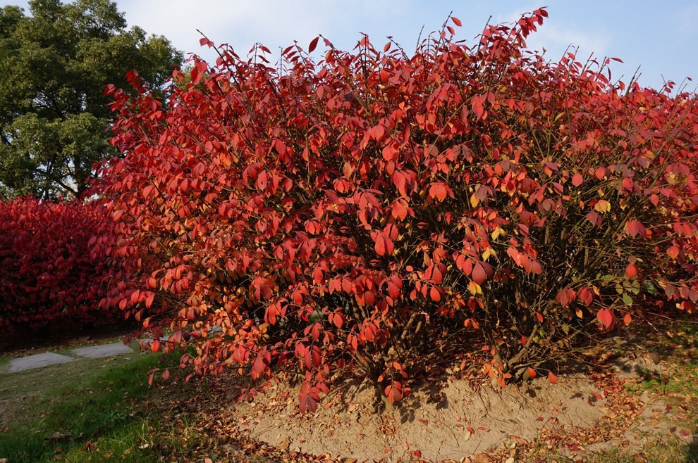 紫薇花瓶|火焰南天竹|叢生紅點紅楓|火焰衛(wèi)矛的生長習性-泰安東楓園林苗木有限公司