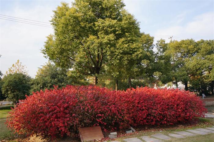紫薇花瓶|火焰南天竹|叢生紅點紅楓|火焰衛(wèi)矛的生長習性-泰安東楓園林苗木有限公司