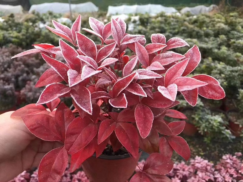 選對種苗，做好產(chǎn)品，才能未來可期！火焰南天竹、叢生紅點(diǎn)紅楓、紫薇花瓶