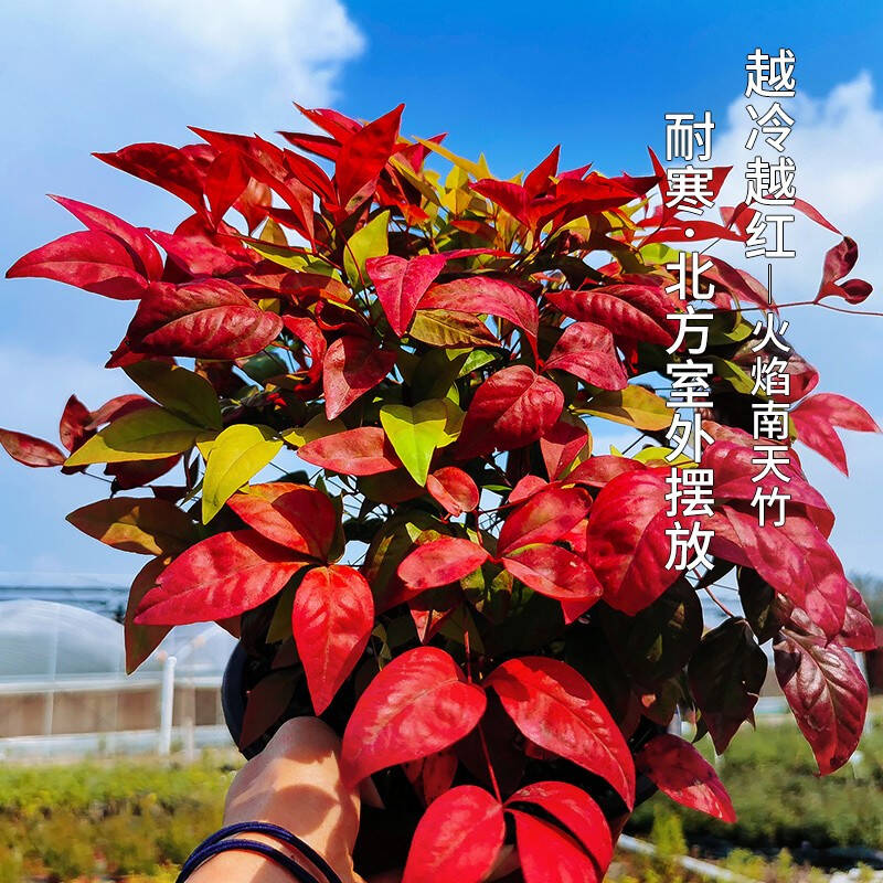 火焰南天竹——在冰冷的冬天，送你暖的色彩！
