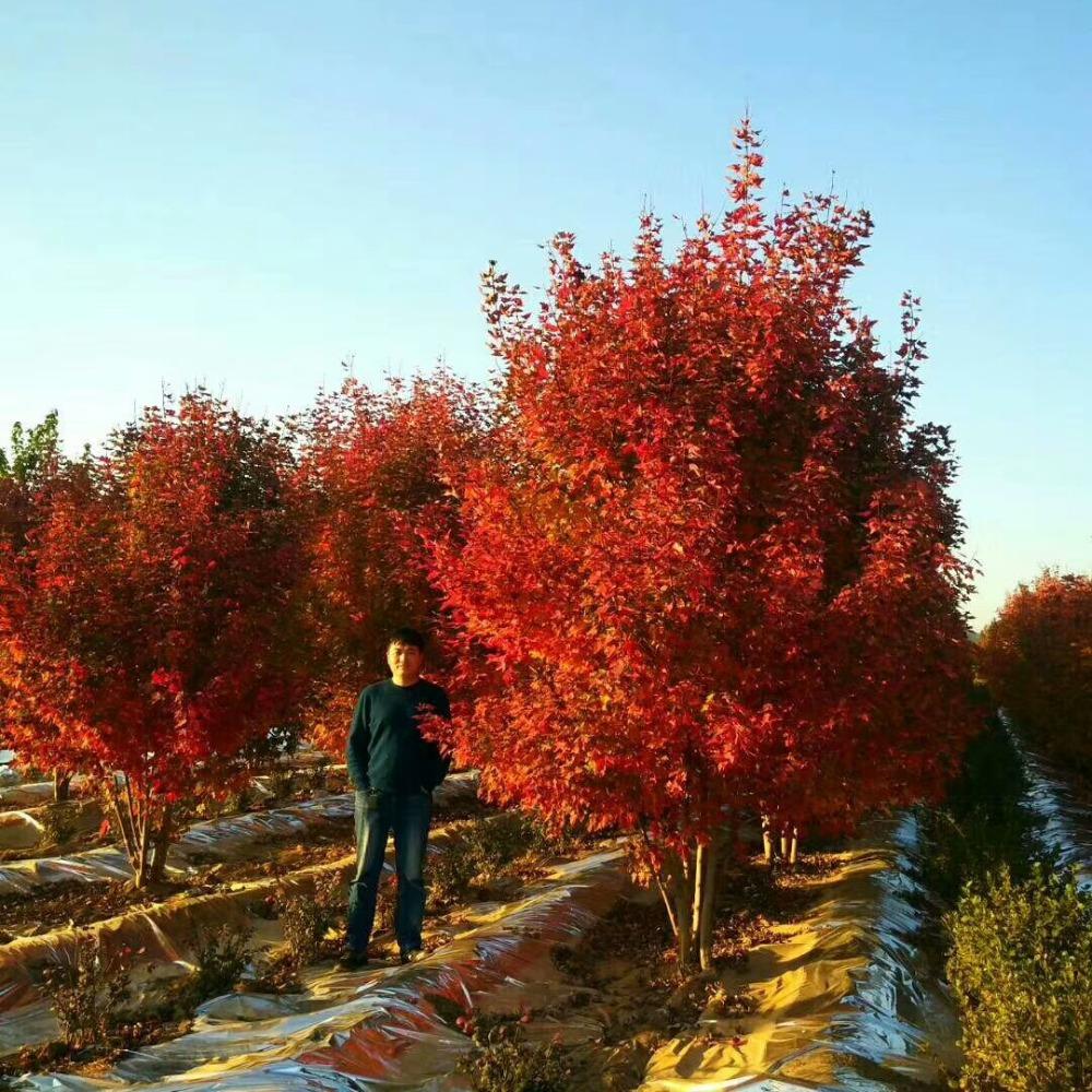 美國(guó)紅楓，在砥礪前行中預(yù)見(jiàn)未來(lái)