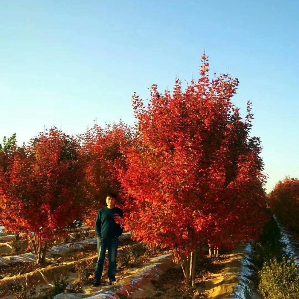美國(guó)紅楓，在砥礪前行中預(yù)見(jiàn)未來(lái)